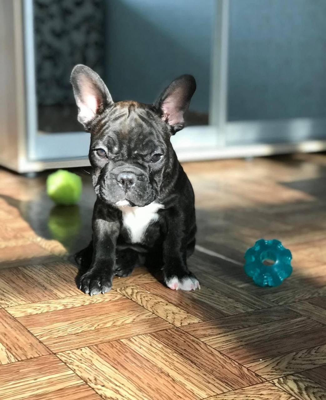 Stitch male French Bulldog
